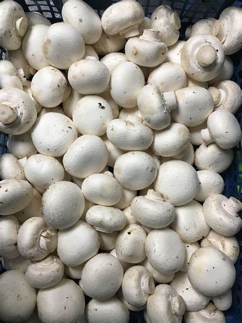 BUTTON MUSHROOMS